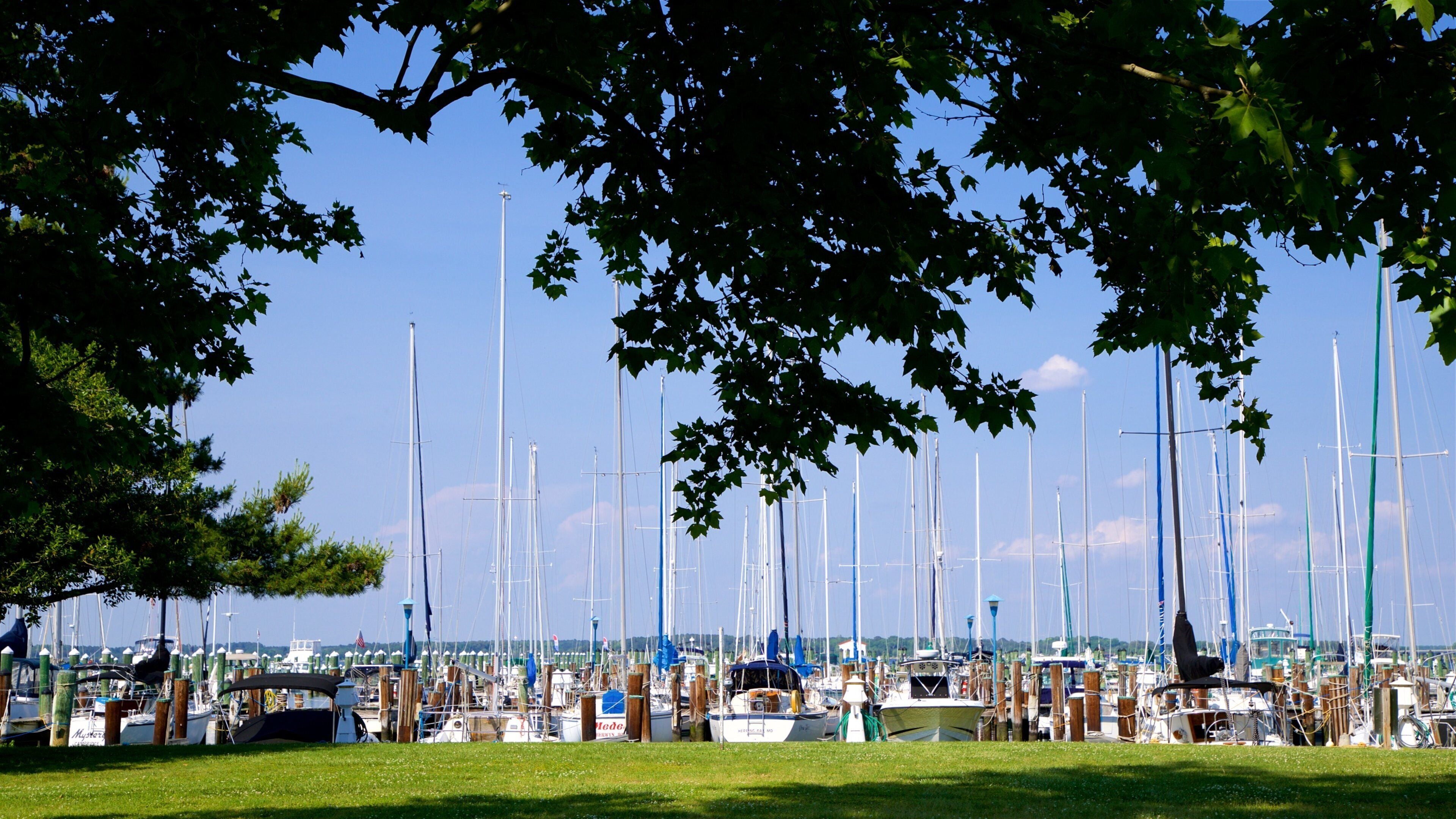Marina con numerosos veleros amarrados, rodeada de árboles y un cielo azul despejado.