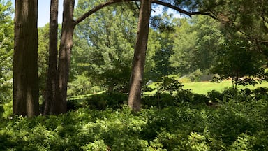 Honor Heights Park featuring a park