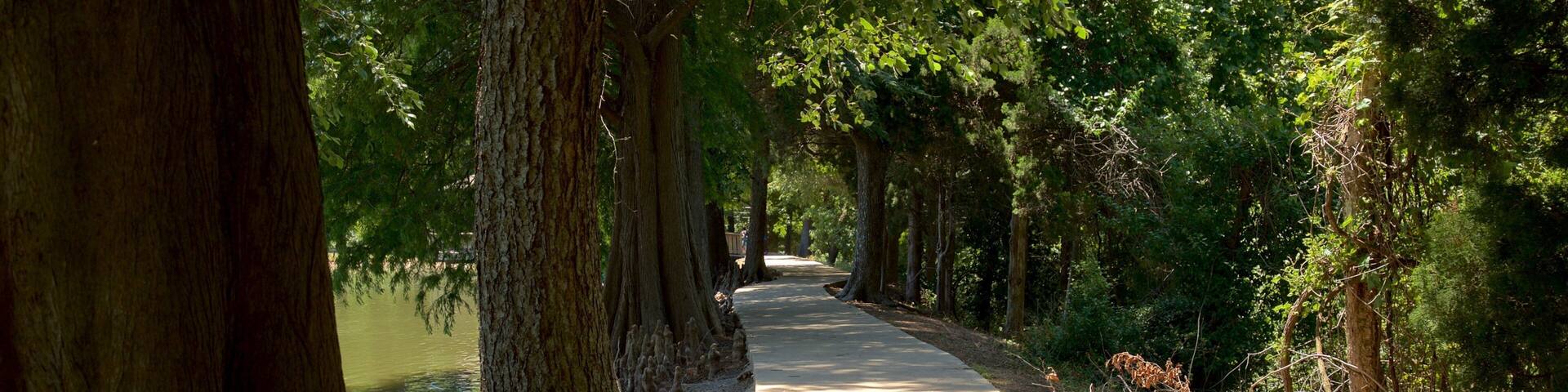 A tree-lined pathway beside a body of water.