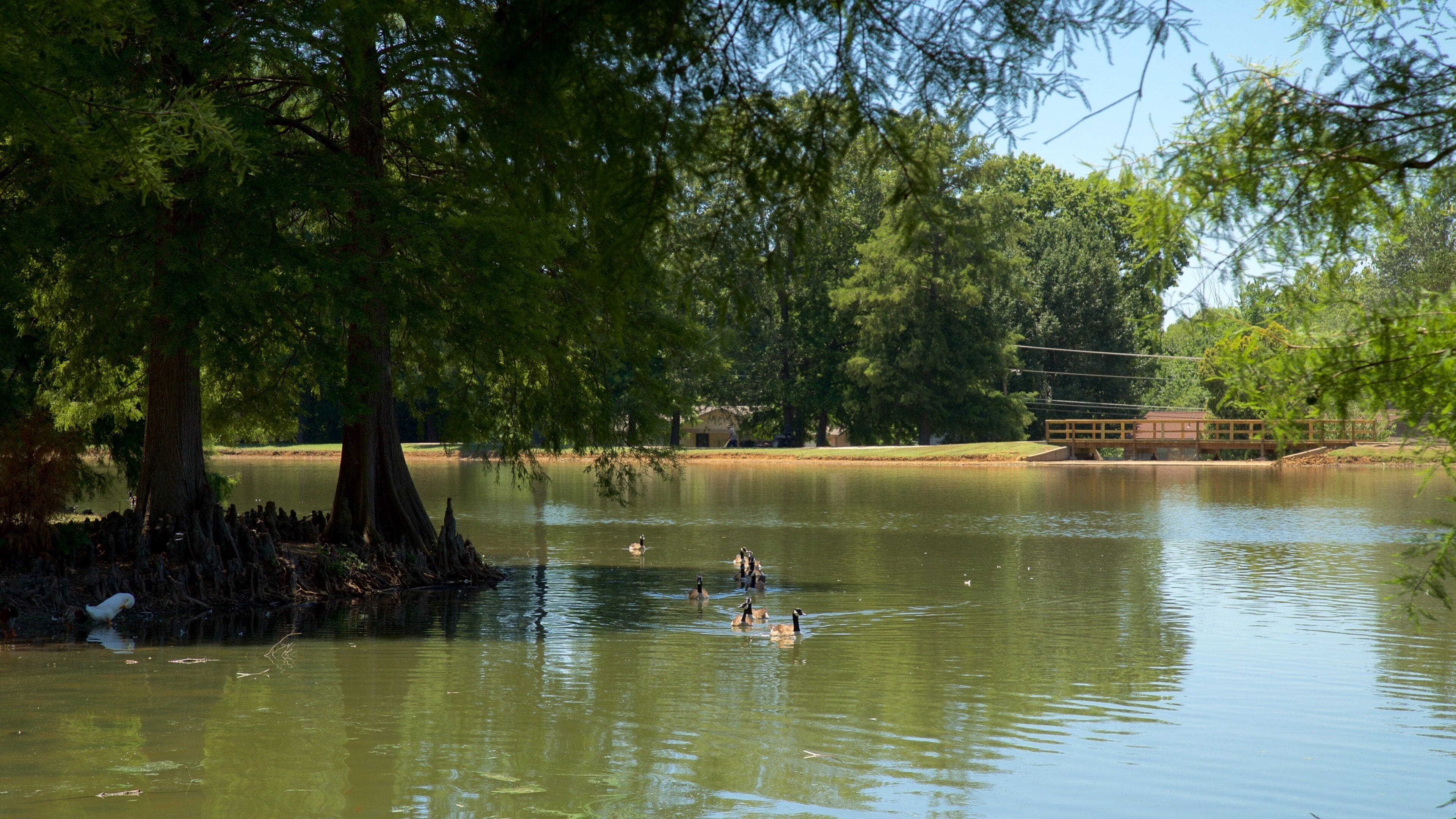 Honor Heights Park som viser fugleliv og dam