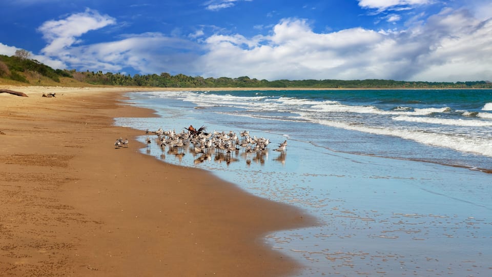 The birds at Playa El Arenal's rustic sandy beach, where boat rides to Isla Iguana Wildlife Refuge are commencing.