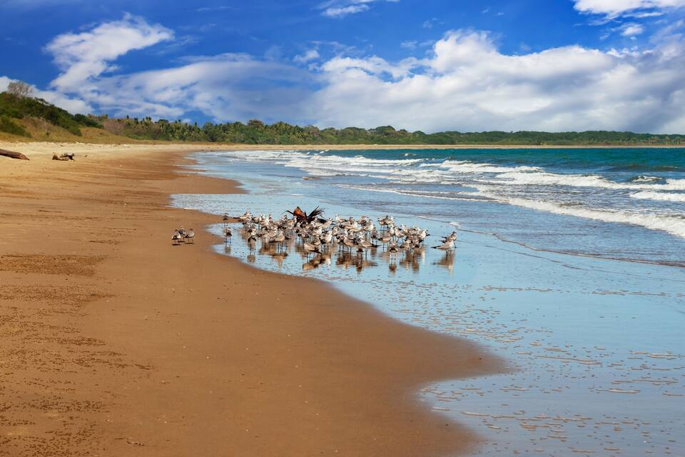 Une plage où l’on voit un groupe de mouettes sur le sable et l’océan en arrière-plan.
