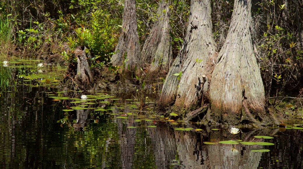 Parque Okefenokee Swamp que incluye un río o arroyo y flores silvestres