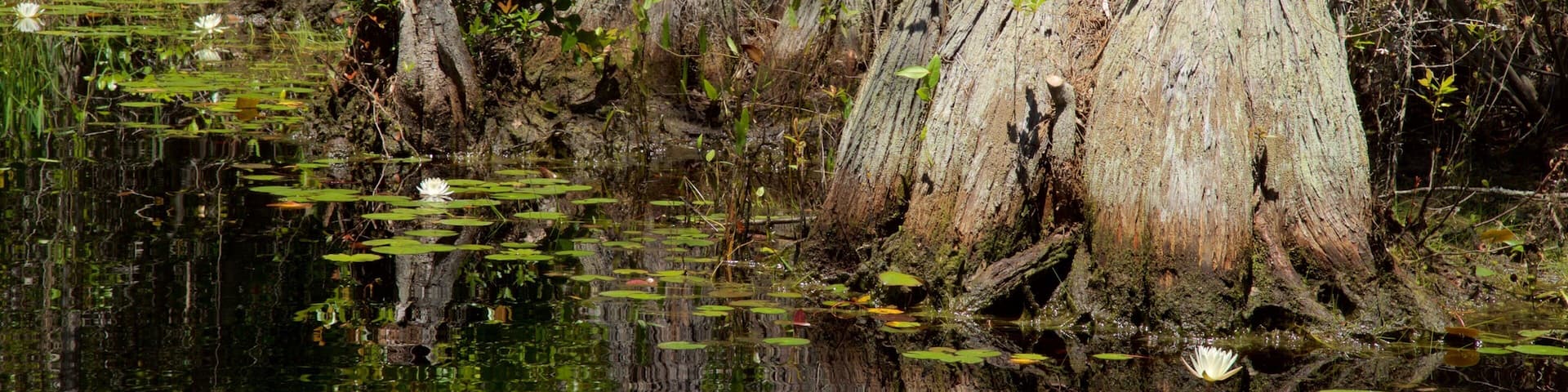 Parque Okefenokee Swamp que incluye un río o arroyo y flores silvestres