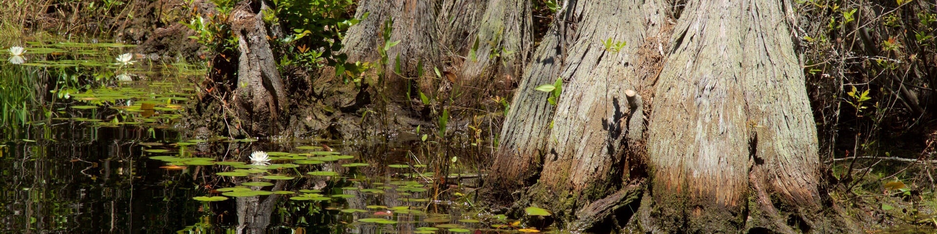 Okefenokee Swamp Park showing wildflowers and a river or creek