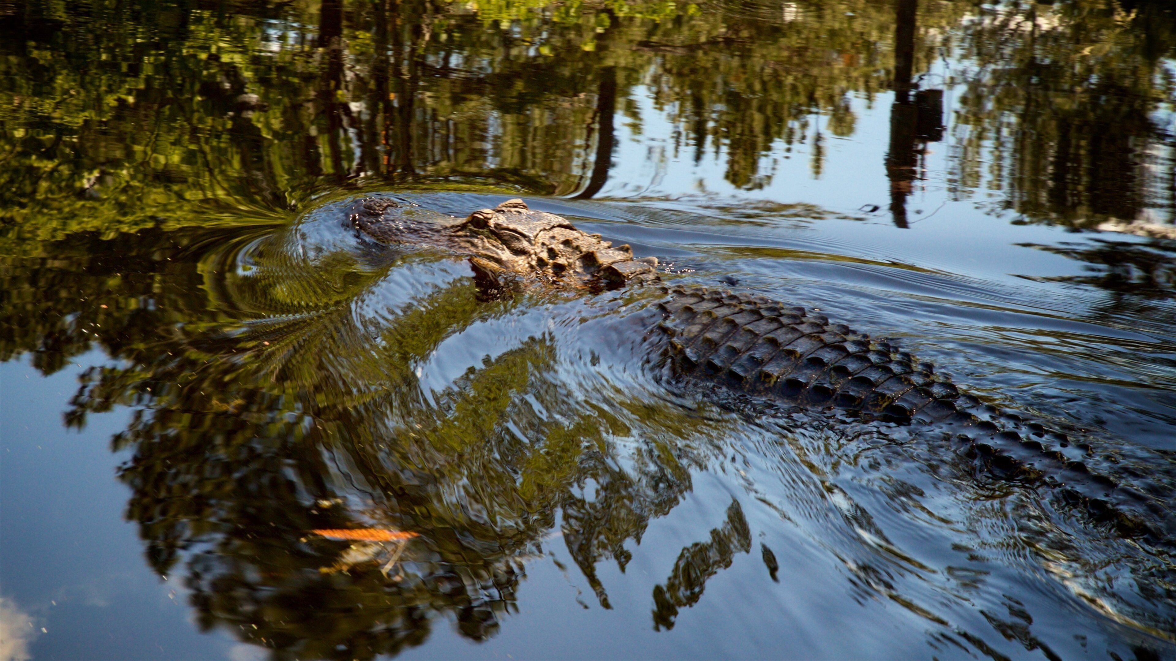 Okefenokee Swamp Park which includes wetlands and dangerous animals