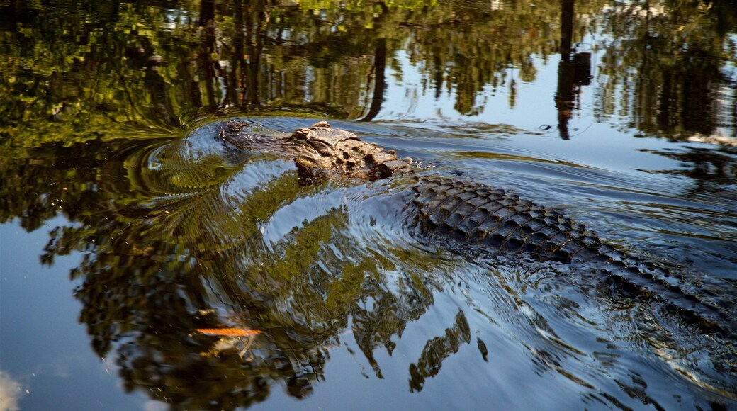 Okefenokee Swamp Park mit einem gefährliche Tiere und Sumpfgebiet