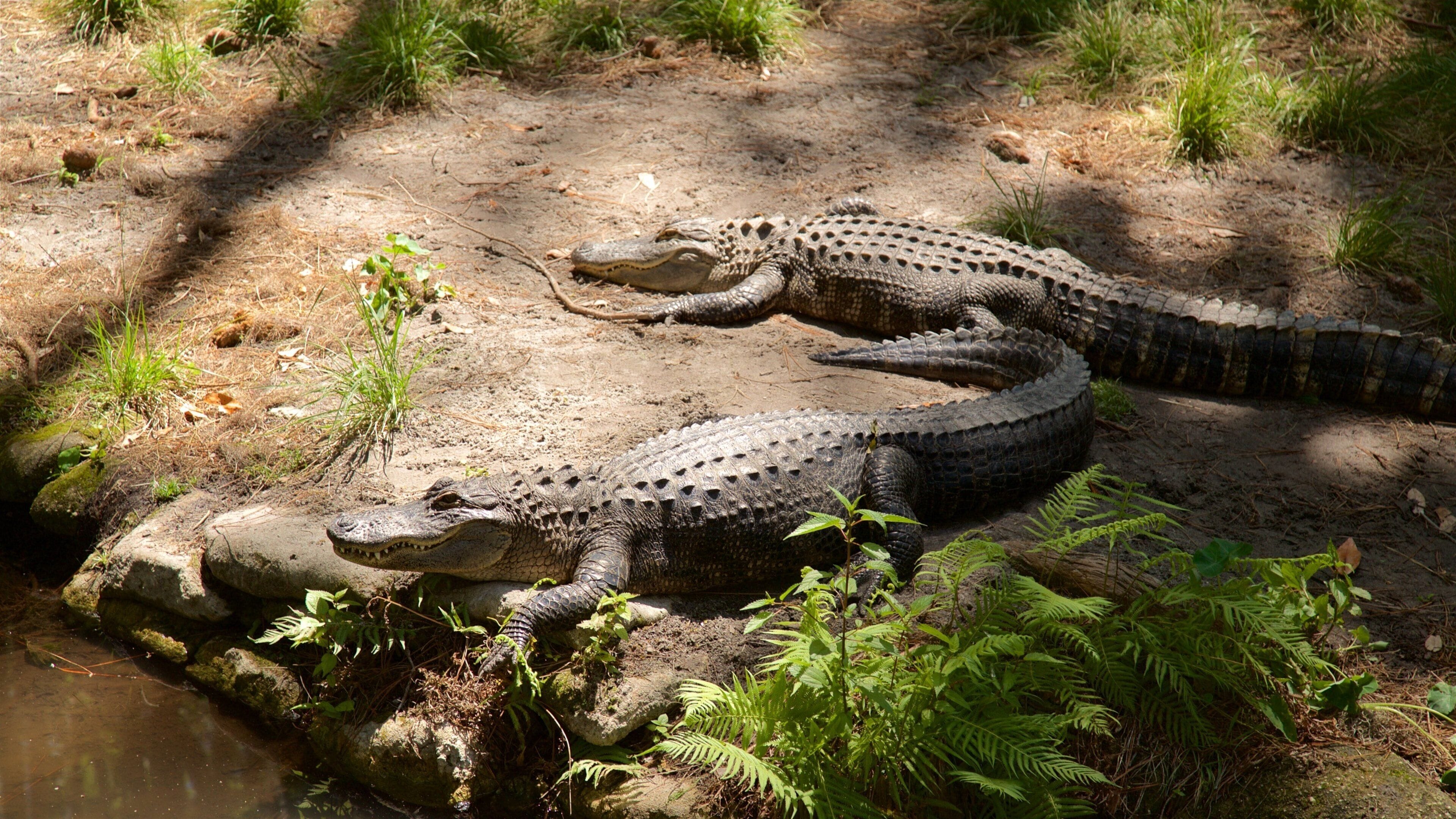 Okefenokee Swamp Park featuring dangerous animals
