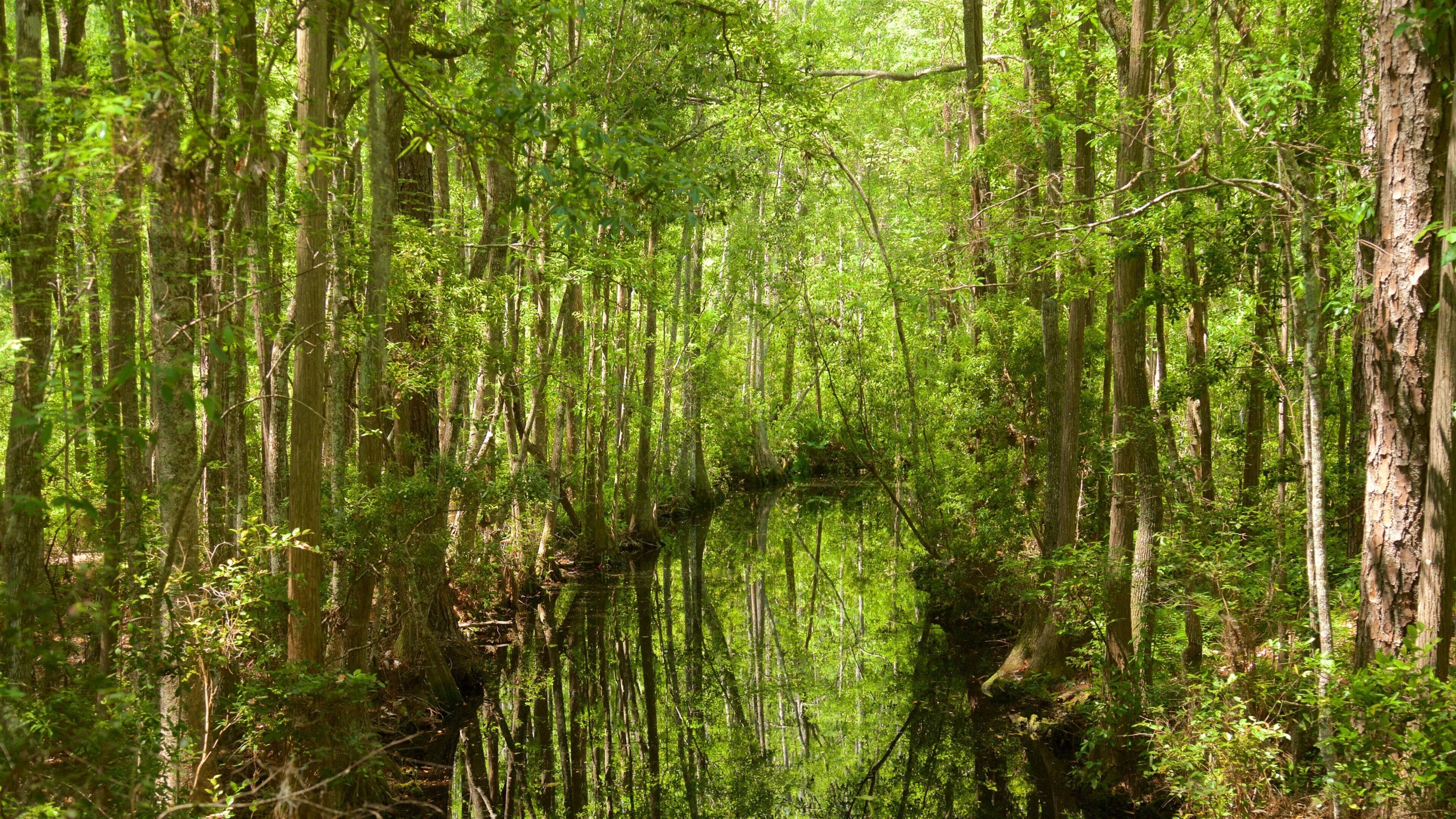 Okefenokee Swamp Park som viser skog