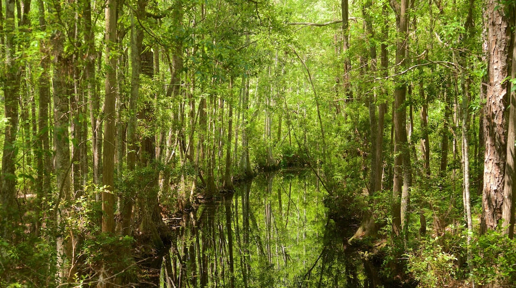 Okefenokee Swamp Park das einen Wälder