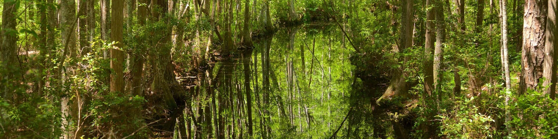 Okefenokee Swamp Park showing forest scenes