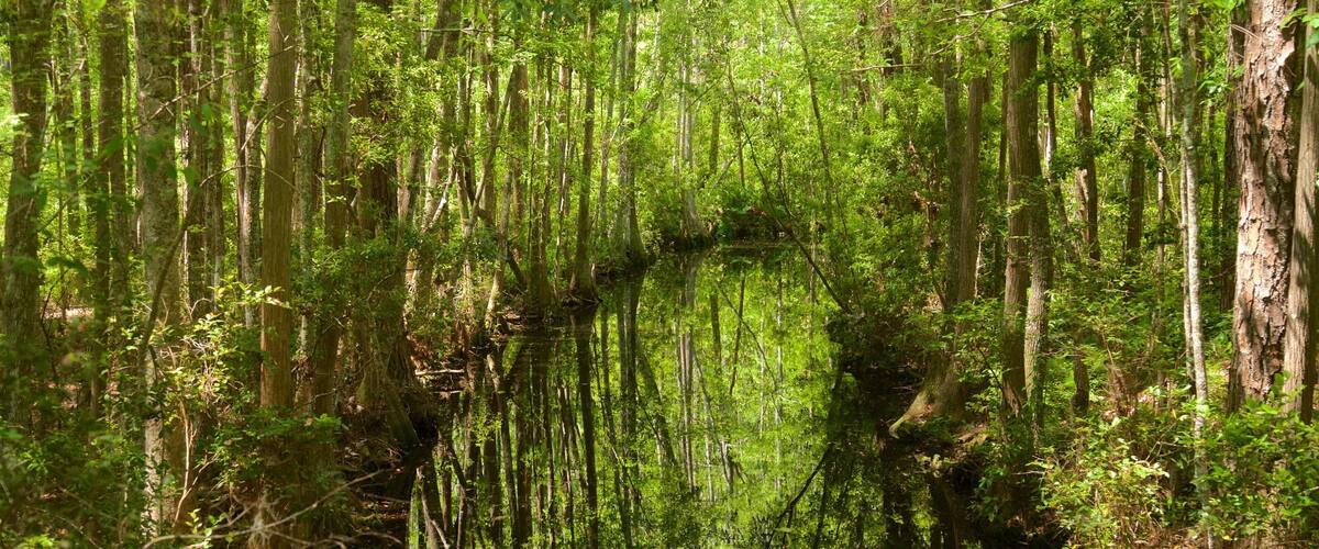 Okefenokee Swamp Park showing forest scenes