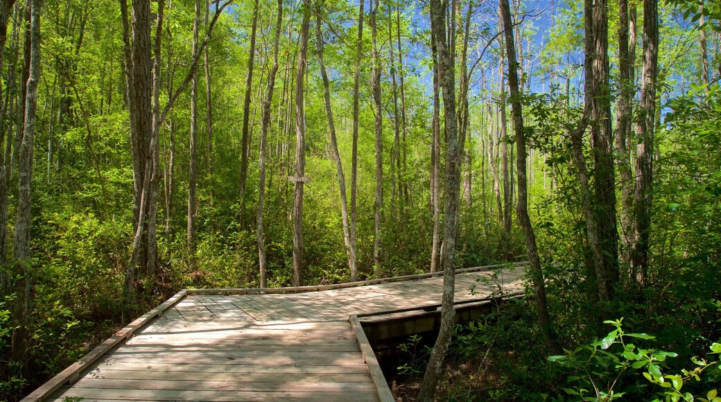 Okefenokee Swamp Park qui includes pont et scĂšnes forestiĂšres