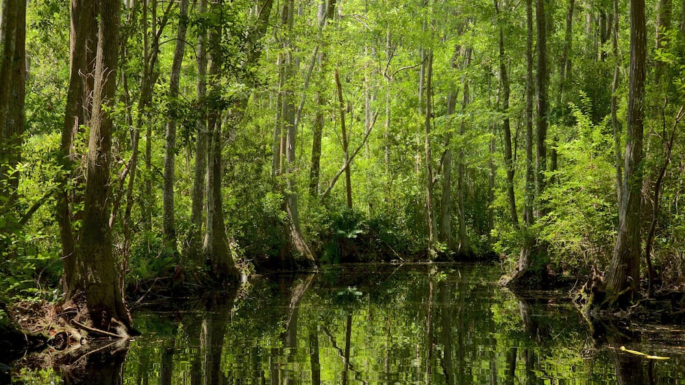 Ein dicht bewaldetes Gebiet mit hoch aufragenden Bäumen und einem stillen Gewässer, das die grüne Vegetation spiegelt.