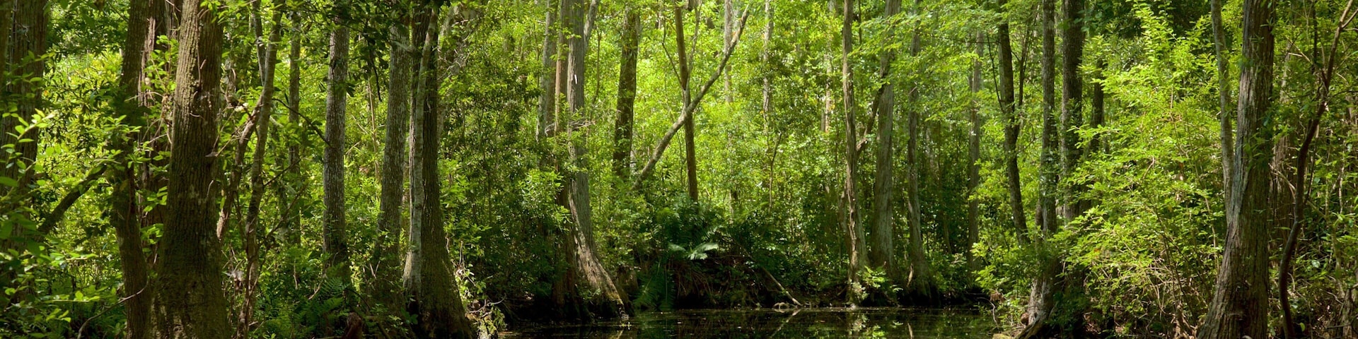 Uma floresta densa com árvores altas e um corpo d'água calmo refletindo o verde.