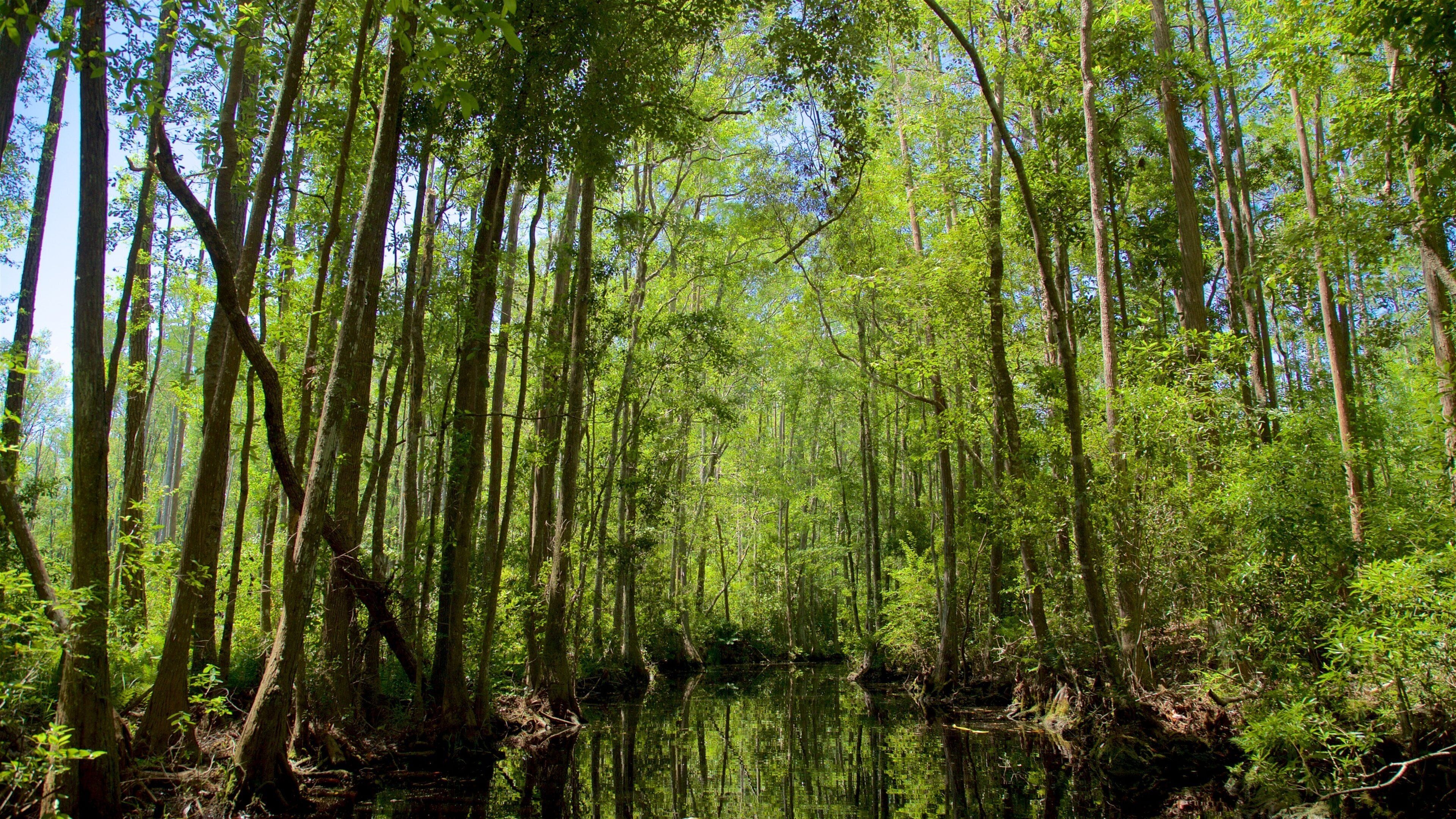 Okefenokee Swamp Park featuring a river or creek and forest scenes