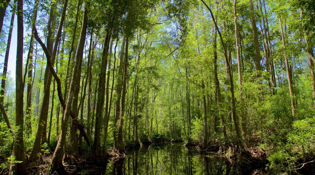 Okefenokee Swamp Park mettant en vedette riviĂšre ou ruisseau et scĂšnes forestiĂšres