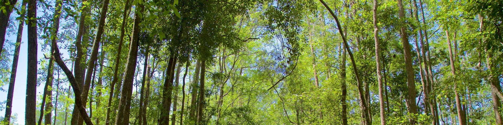 Okefenokee Swamp Park featuring a river or creek and forests