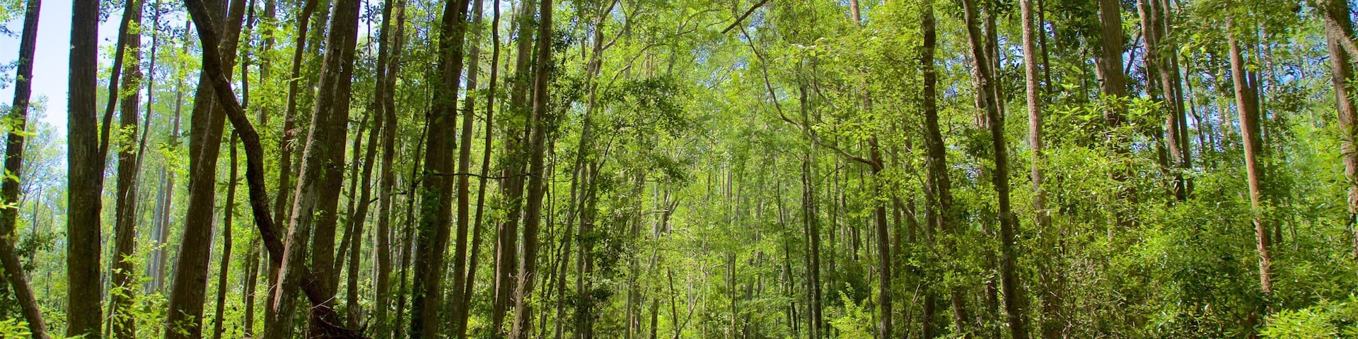 Okefenokee Swamp Park joka esittää metsänäkymät ja joki tai puro