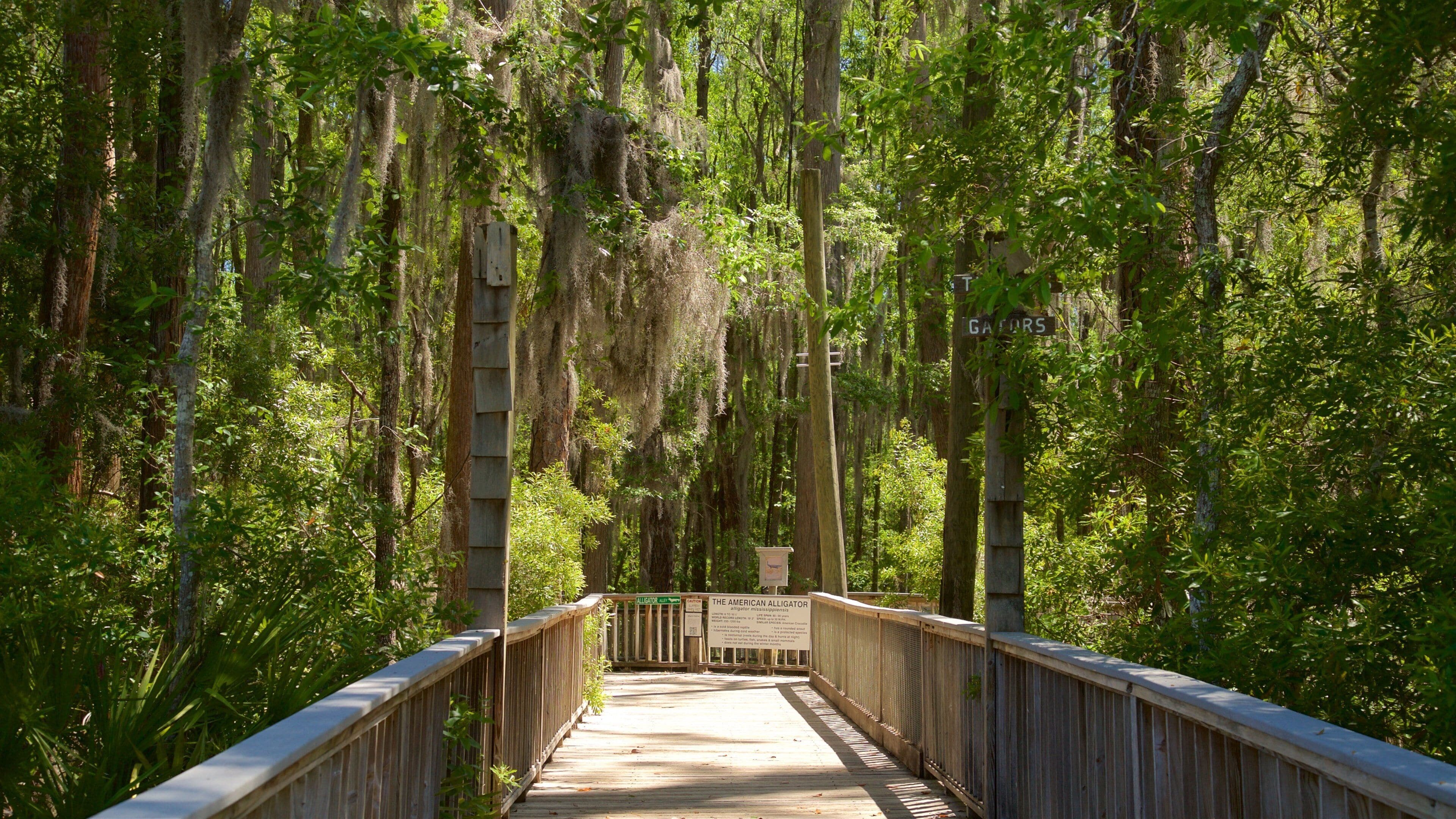 Okefenokee Swamp Park qui includes pont et scènes forestières