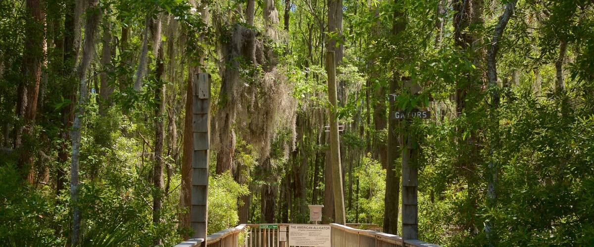 A wooden boardwalk through a dense forest with Spanish moss hanging from the trees.