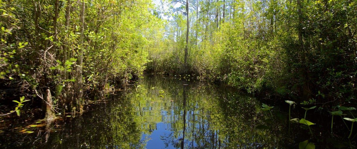 Okefenokee Swamp Park featuring joki tai puro ja metsänäkymät