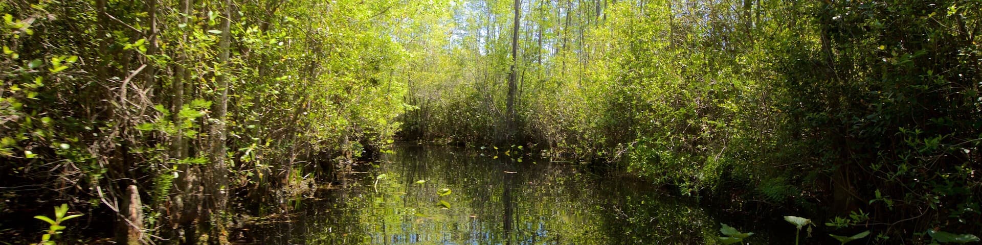 Okefenokee Swamp Park featuring forests and a river or creek