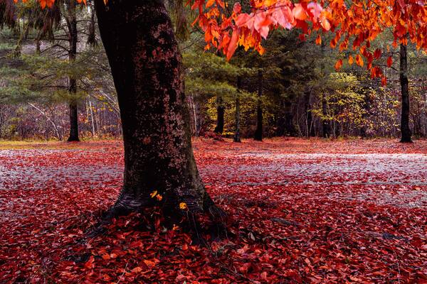 Beech tree trunk and autumn foliage in rain. Vibrant warm colors of the trees in Good Will Park in Falmouth, Massachusetts in November. Tranquil nature walking themes with space for texts and designs.