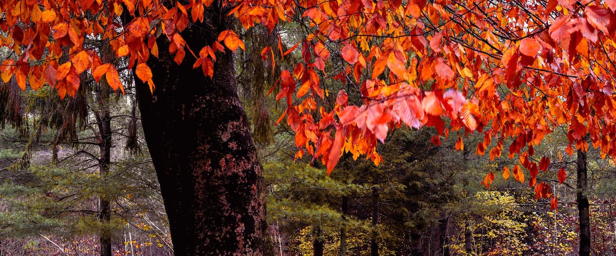 A tree with bright orange leaves in a forest.