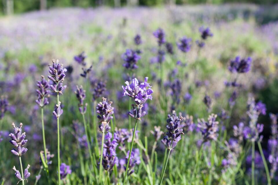 Lavender fields with tall purple flowers.