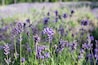 Cape Cod Lavender Farm