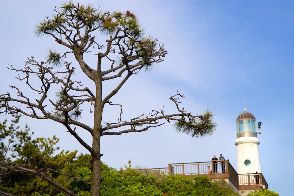 Un arbre amb poques branques i un far al fons.