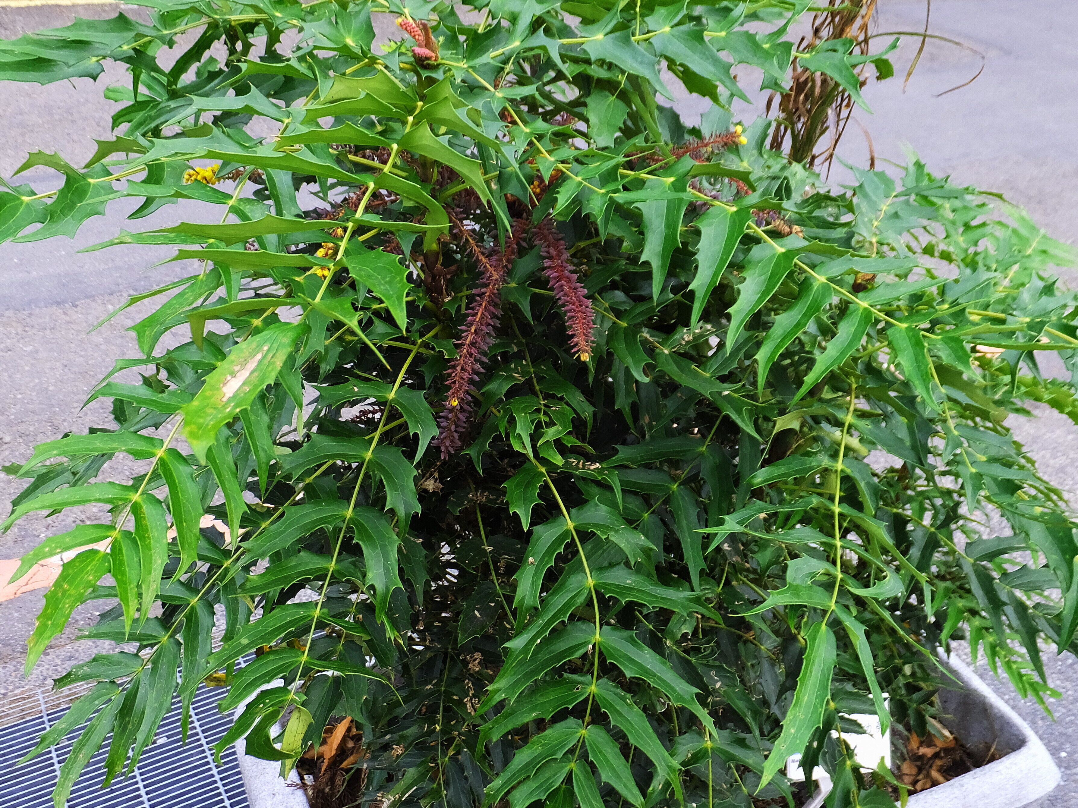 阿里山十大功勞 Mahomia aiwakensis Hayata