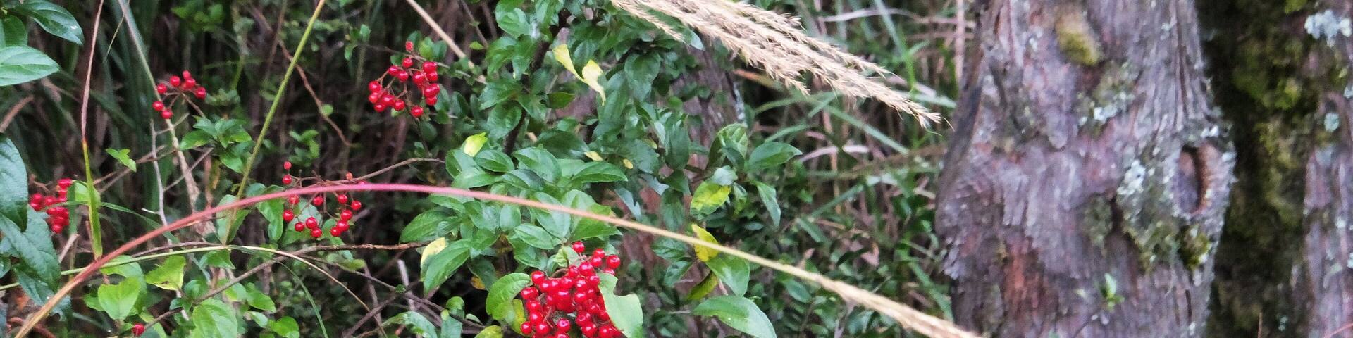 紅子莢蒾 Viburnum formosanum