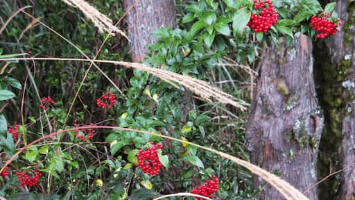 紅子莢蒾 Viburnum formosanum