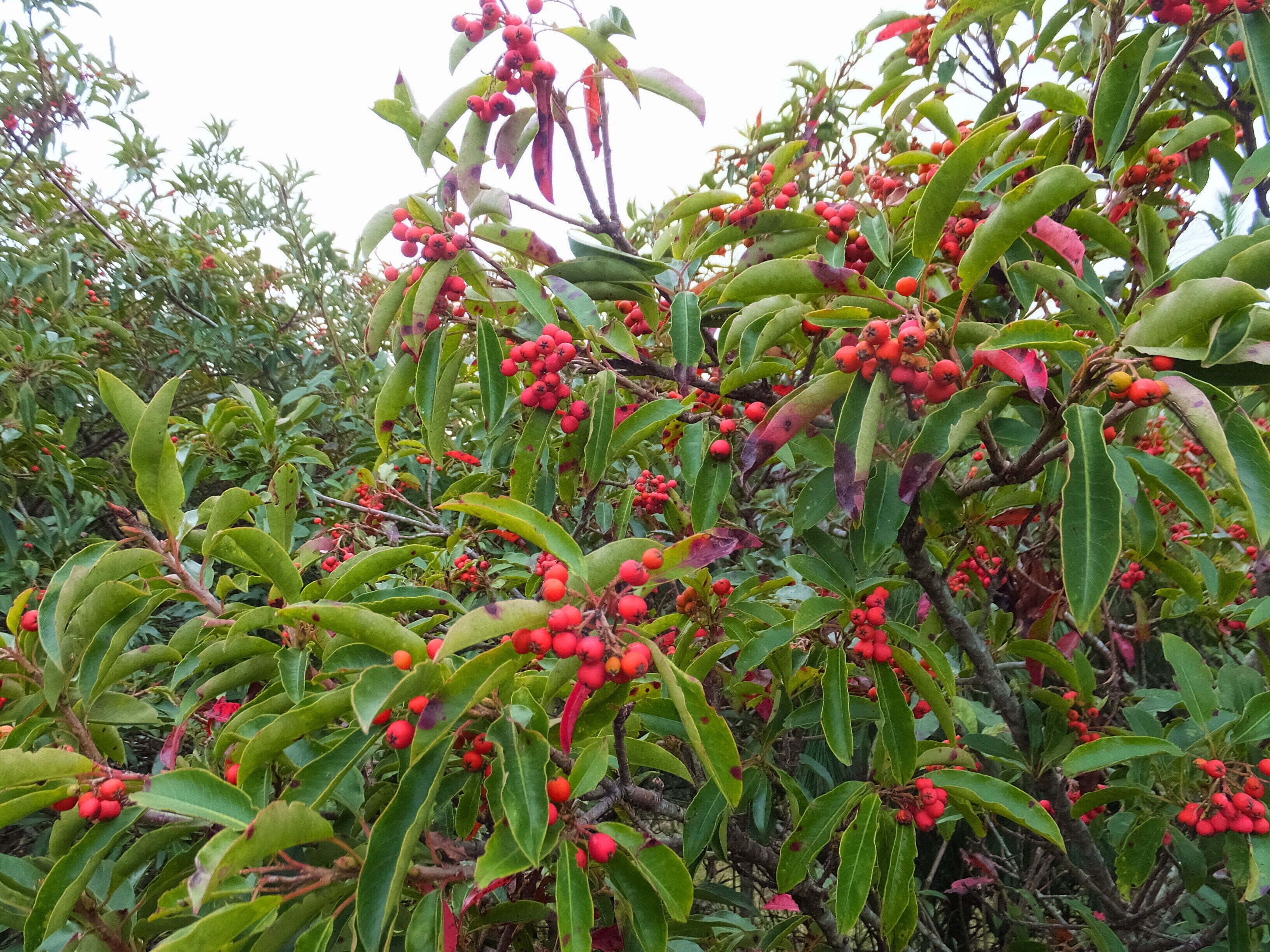 玉山假沙梨 Photinia niitakayamensis
