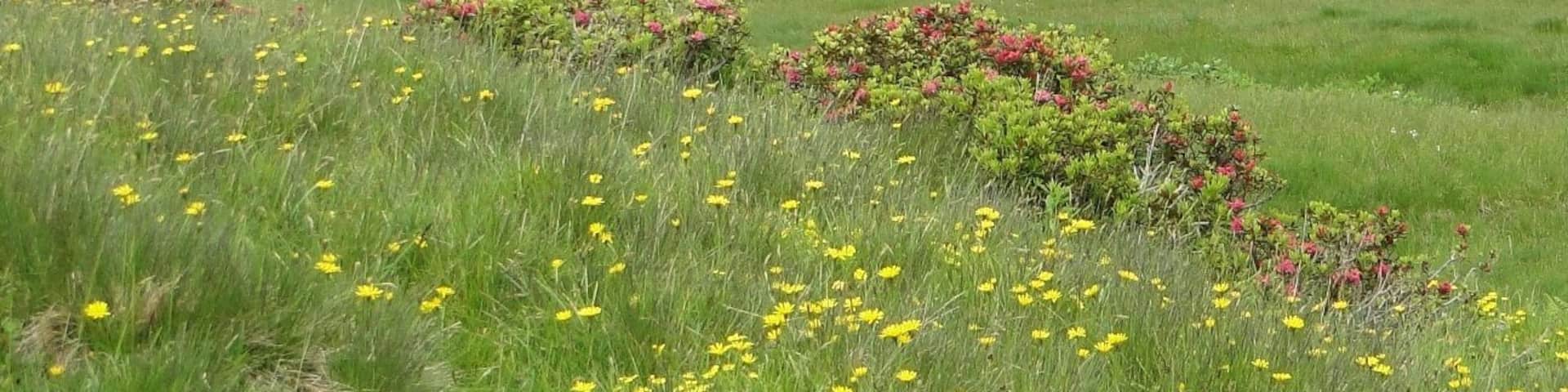 Baita alta di Cardeto, Val Grabiasca, Gandellino (BG)