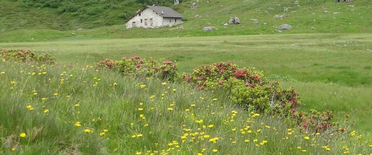 A rural landscape with a stone house, green hills, and yellow wildflowers.