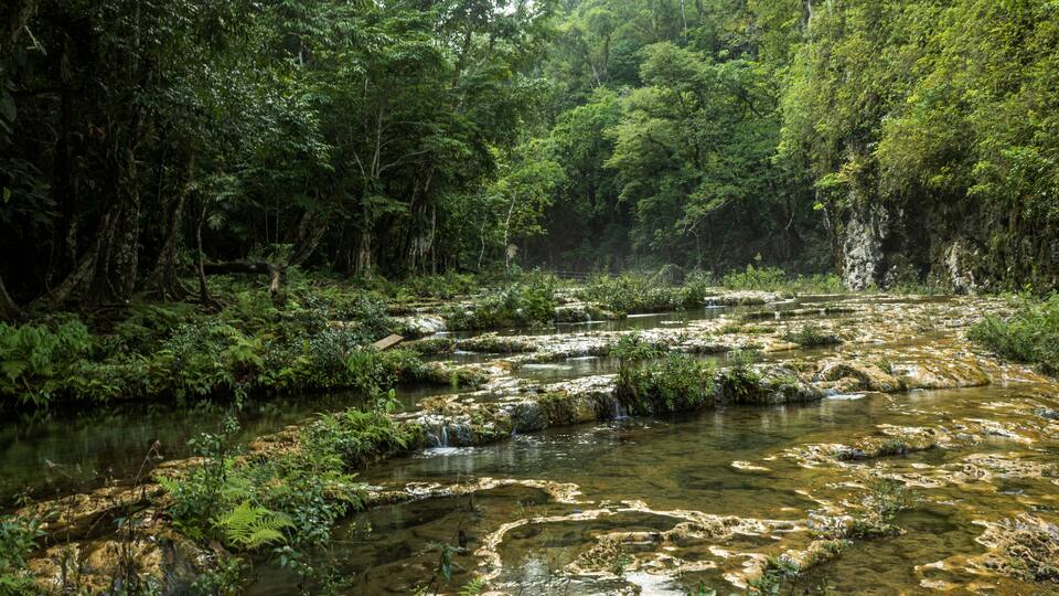 A river with clear water flowing over rocks, surrounded by dense green forest.