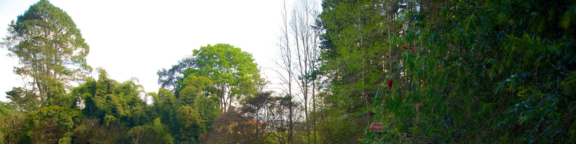 Las Victorias National Park featuring a lake or waterhole and forest scenes