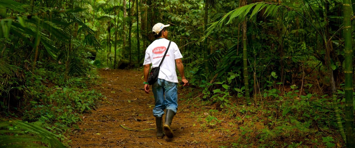 A person walking on a dirt path in a dense forest with tall trees and ferns.