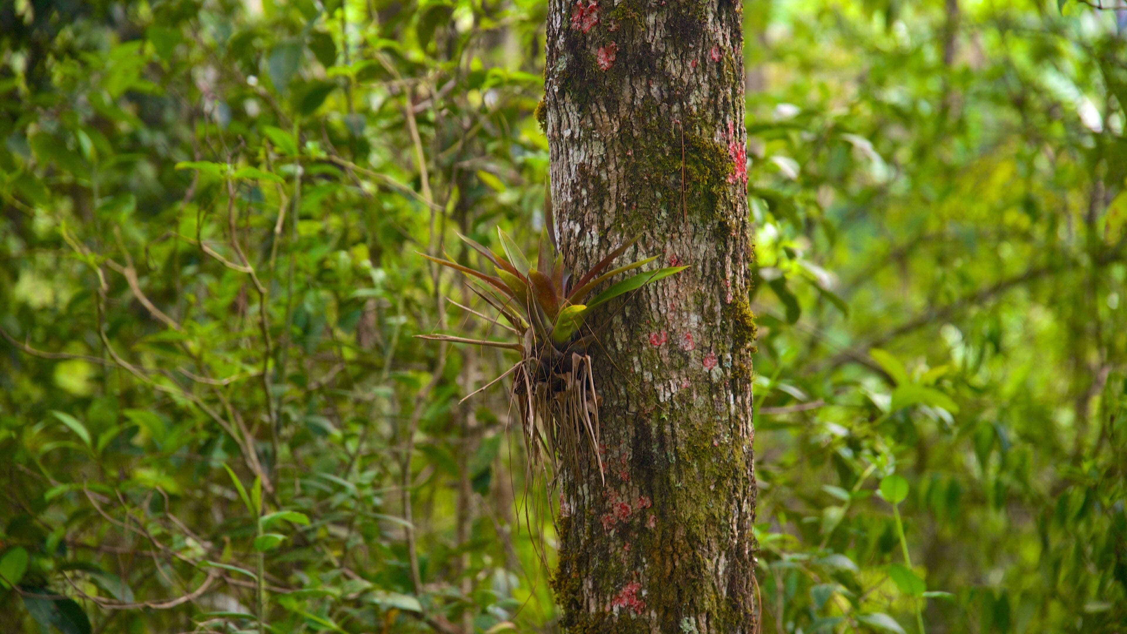 ラス ビクトリアス ナショナル パーク 表示 熱帯雨林