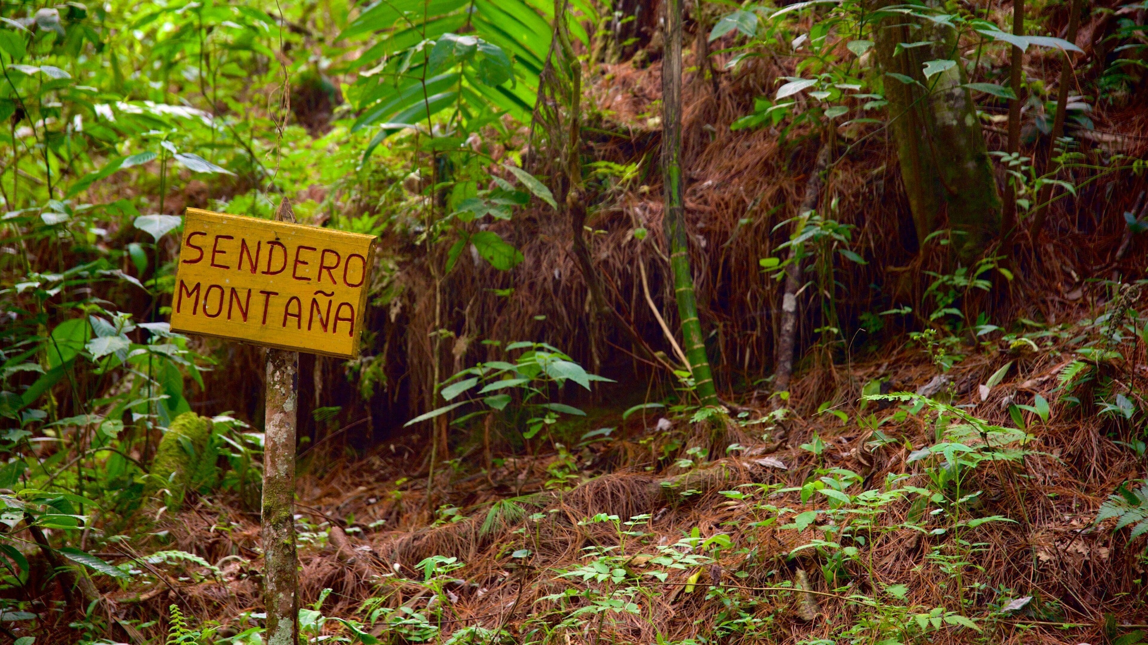 Las Victorias National Park showing signage and rainforest