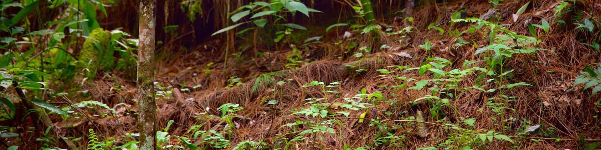 Las Victorias National Park showing signage and rainforest
