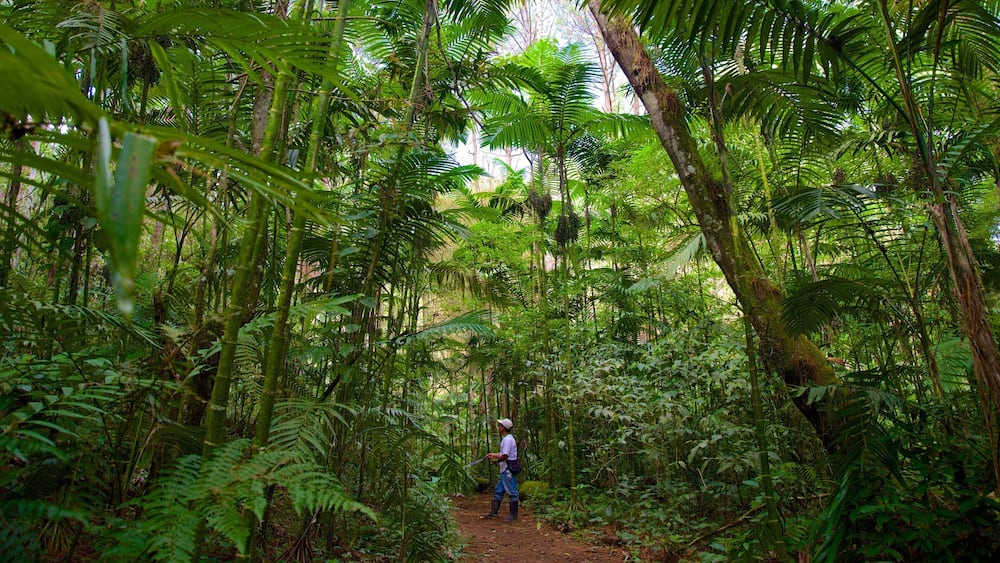 Las Victorias National Park showing rainforest as well as an individual male