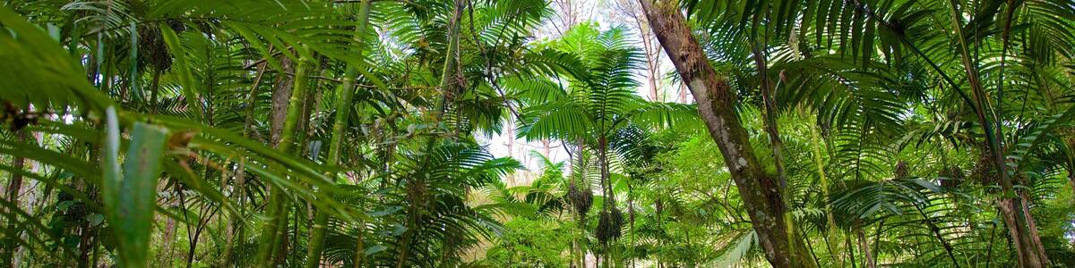 Las Victorias National Park showing rainforest as well as an individual male