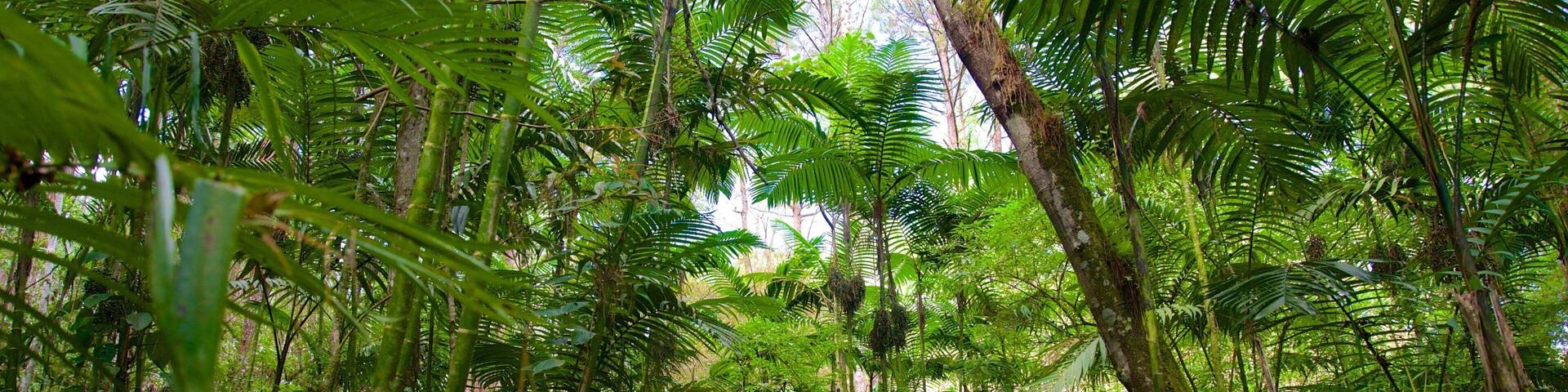 Las Victorias nationalpark som visar regnskog sÄvÀl som en man