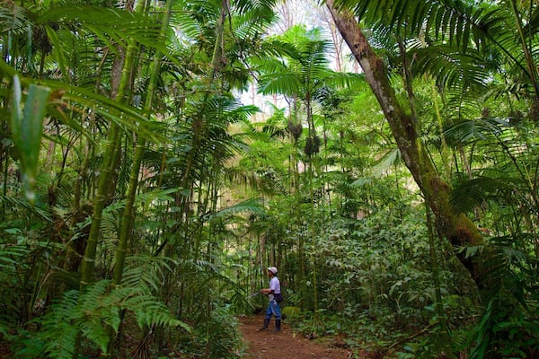 A person walking on a dirt path through a dense forest with tall trees and ferns.