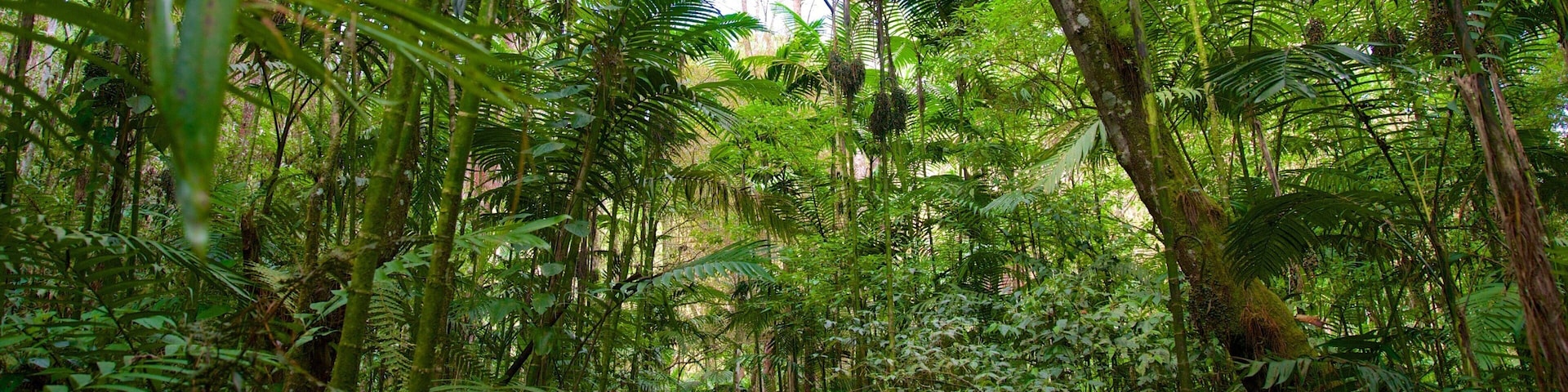Las Victorias National Park showing rainforest as well as an individual male