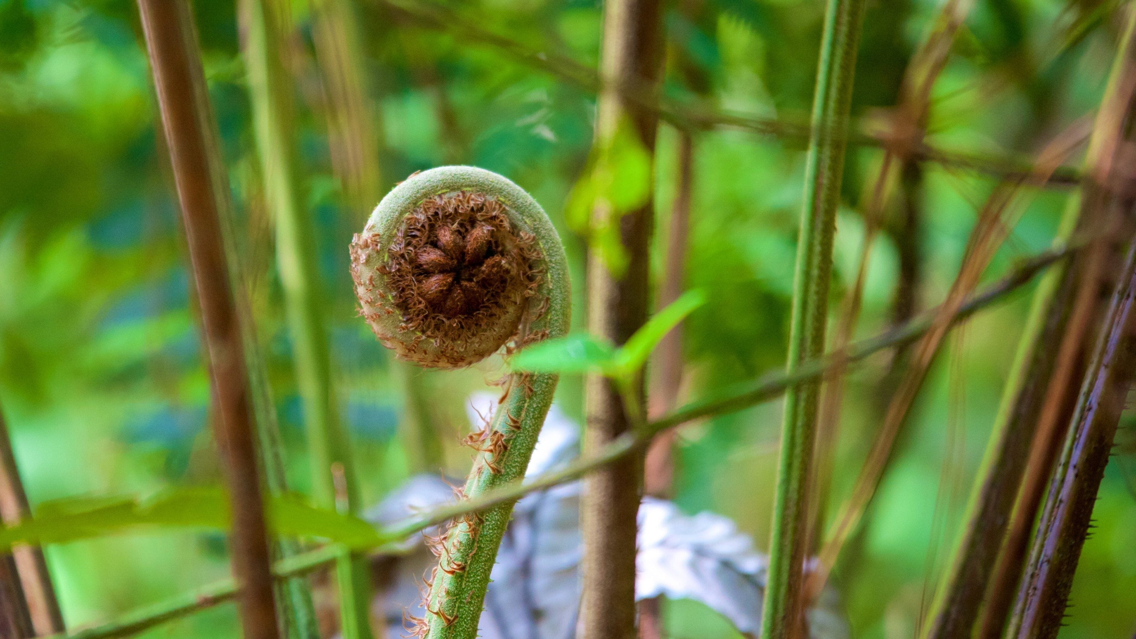 Las Victorias nasjonalpark